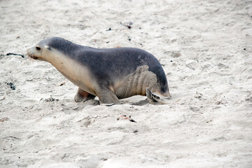 Naklejka premium the sea lion is on the beach at seal bay