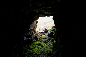 Dog seen through cave entrance