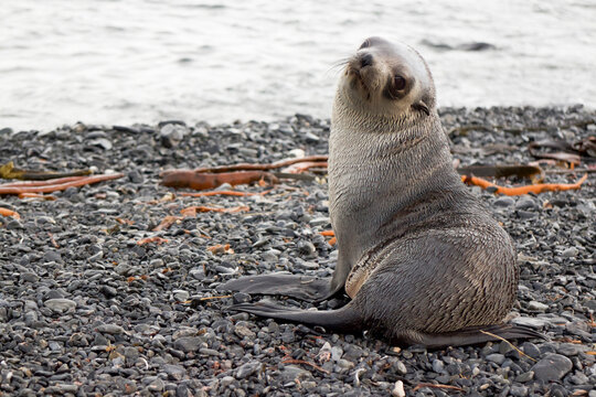 Seal pup at South Georgia Island against sea