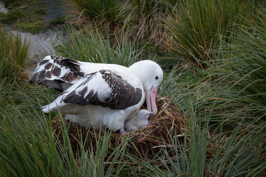High angle view of wandering albatross with chick in nest at Prion Island