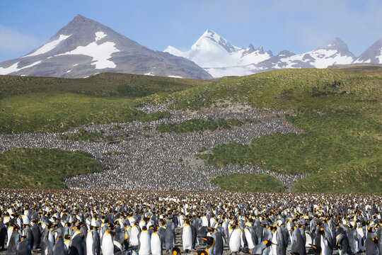 High angle view of colony of king penguins against mountains