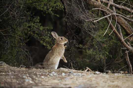 Side view of rabbit rearing up on field
