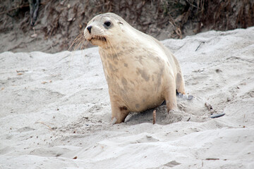 this is a close up of a sea lion pup