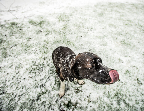 High Angle View Of Dog Sticking Out Tongue On Snowy Field