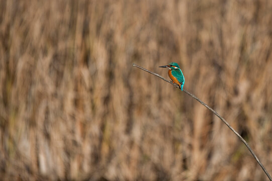 Close-up of Common Kingfisher (Alcedo atthis) on stick