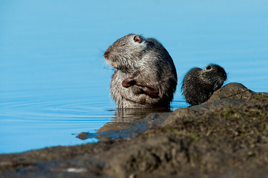 Close-up of Nutrias (Myocastor coypus) in lake