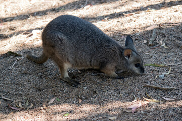 the tammar wallaby is foraging for food