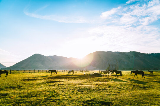 Horses grazing on grassy field against mountains and sky