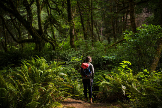 Rear view of female hiker with backpack standing amidst forest at Redwood National and State Parks