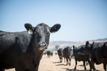 Portrait of cow with livestock tag at field against clear sky during sunny day