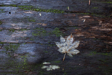 Overhead view of white maple leaf on weathered wood