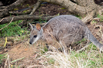 Naklejka na ściany i meble the tammar wallaby is hiding behind a bush