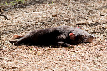 the tasmanian Devil has black fur with brown eyes and pink ears.  He is a vicious animal