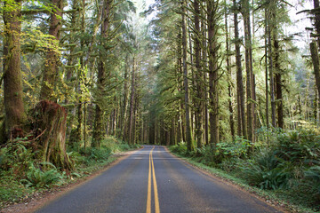 Country road amidst trees at Olympic National Park