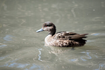 this is a side view of a teal duck swimming in a lake