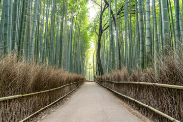 Road amidst bamboo grove forest