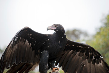 the wedge tailed eagle has brown feaathers the darker the feathers the older the bird