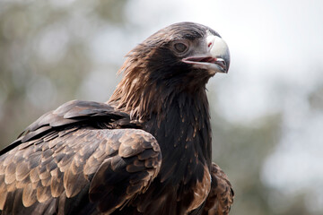 this is a close up of a wedge tail eagle. He has brown eyes and a white beak with a bit of grey at the end.