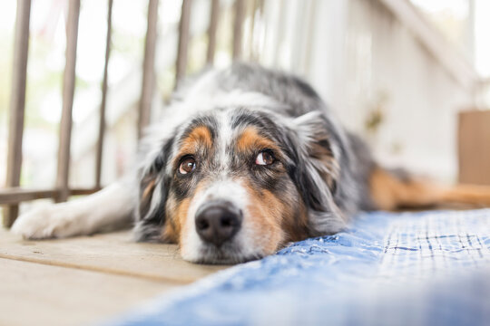 Close-up of dog lying on floor in balcony