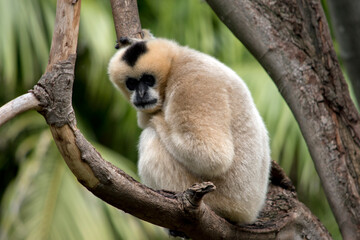 the female white cheeked gibbon is sitting on a tree branch
