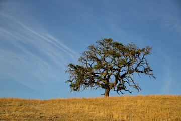 Scenic view of tree growing on field against blue sky