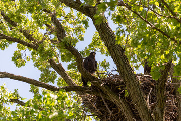 Young Bald Eaglet Perched On A Tree Branch Near The Nest