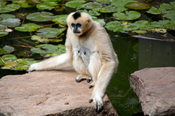 the female white cheeked gibbon is sitting on a rock next to a pond