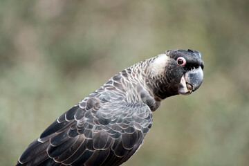 the white tailed black cockatoo has a white cheek and white tail on a black body