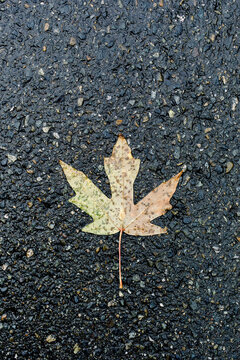 High angle view of maple leaf on wet street
