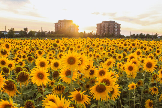 Field full of sunflowers over cloudy blue sky and bright sun lights. Evening sun rays automn landscape