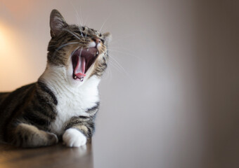 Close-up of cat yawning on table against wall