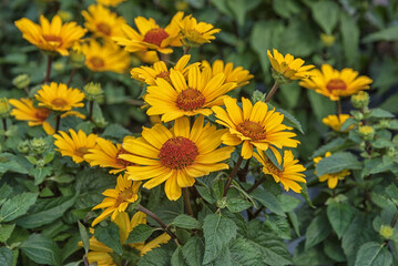 Heliopsis helianthoides var.scabra, native to dry prairies in North and South America