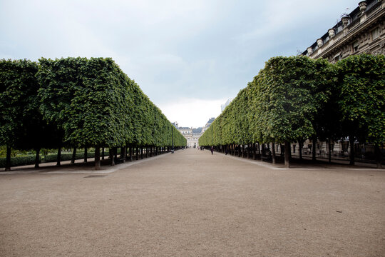 Footpath amidst treelined at park