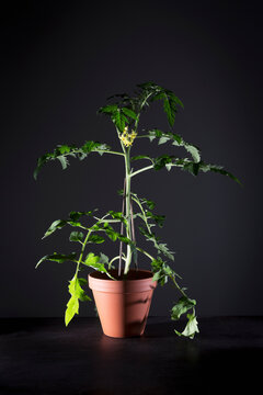 Close-up of tomato plant on table against gray wall