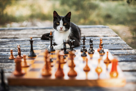 Portrait of cat sitting on wooden table with chess pieces in foreground at backyard