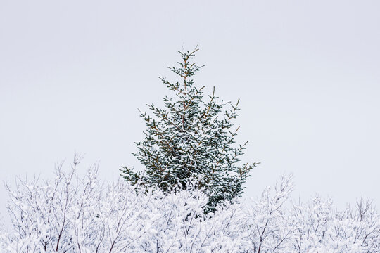 Snow covered plants and trees against clear sky during winter