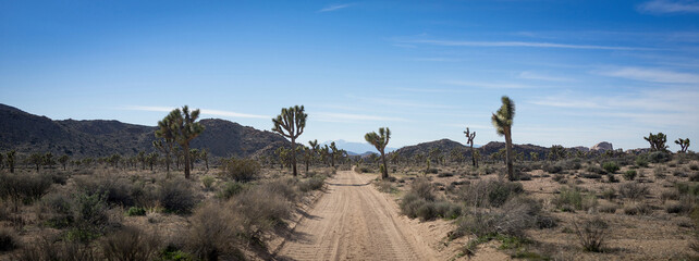 Dirt road amidst plants against sky at Joshua Tree National Park during sunny day