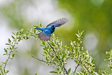 Blue bird flying over plants