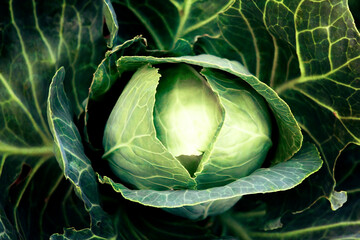 Fresh, white cabbage growing in a vegetable garden on a farm.