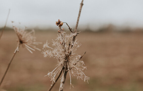 Close-up of dried plants on field