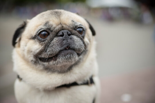 Close-up of pug looking away sitting outdoors