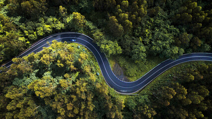 Aerial view of winding road amidst trees in forest