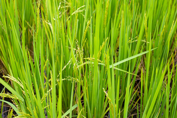 Rice plant in rice field.