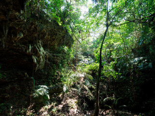 西表島のジャングル