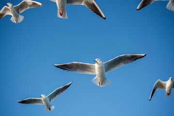 Low angle view of seagulls flying against clear blue sky during sunny day
