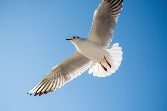 Low angle view of seagull flying against clear sky during sunny day