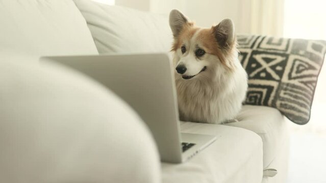 Funny cute fluffy corgi dog laying on the couch with laptop and reading the last news. 