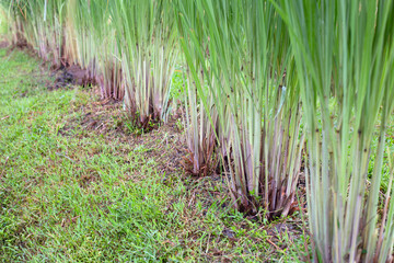 Lemongrass clump in the garden