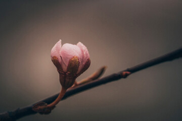 Close-up of wet bud growing on branch