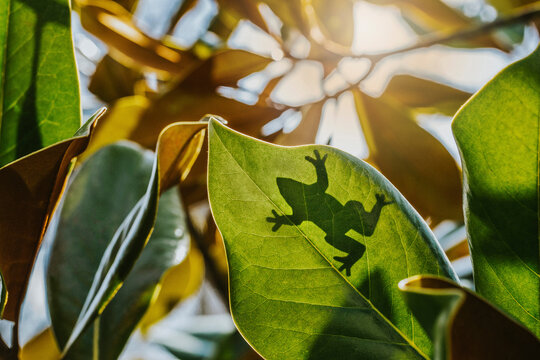Low angle view of frog on green leaf